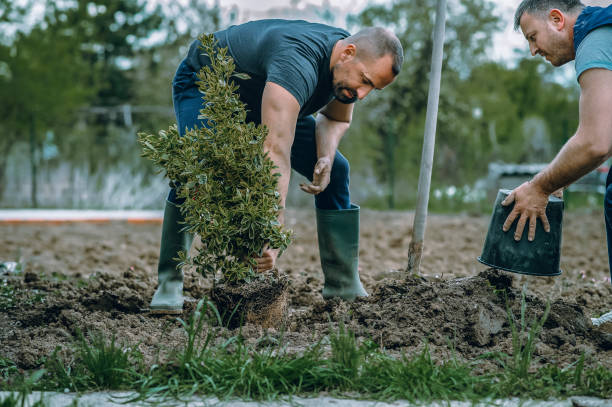 Best Lawn Pest Prevention  in Mcchord Af, WA